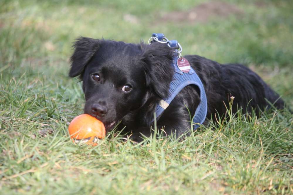 Hundetreffen-Welpentreffen zur Sozialisierung-Profilbild