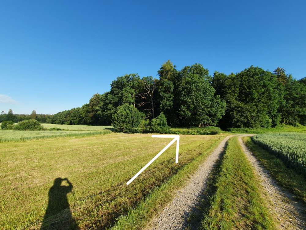 Giftköder-Riesenbärenklau-Profilbild