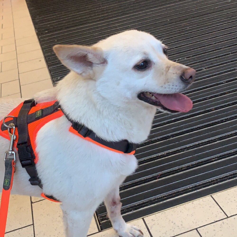 Hundetreffen-Zusammen laufen toben und Spaß haben-Profilbild