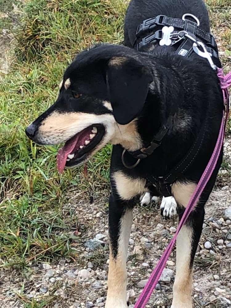 Hundetreffen-Gemeinsame Gassi Runden-Profilbild