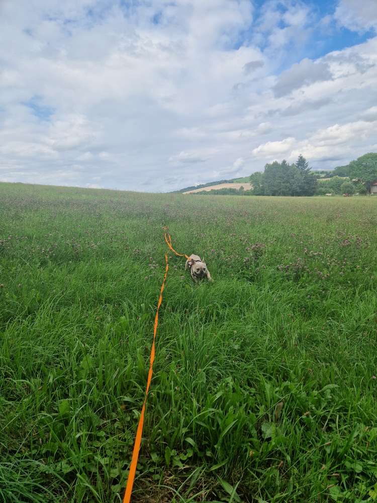 Hundetreffen-Gassirunden & Spielkontakte-Profilbild