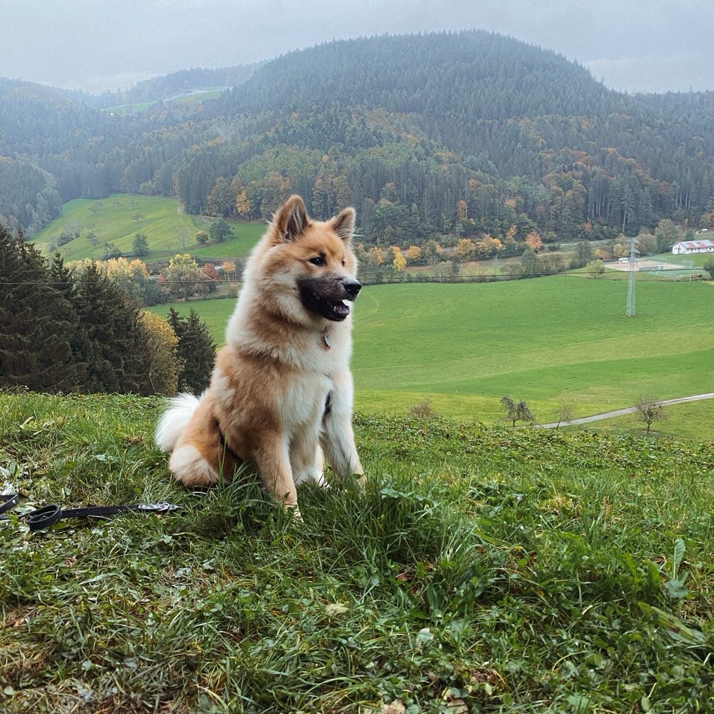 Hundetreffen-Gemeinsames Spazieren & Trainieren-Profilbild