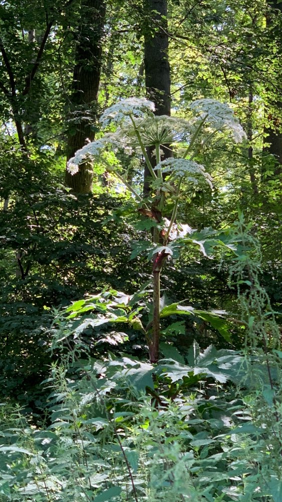 Giftköder-Riesen Bärenklau-Profilbild