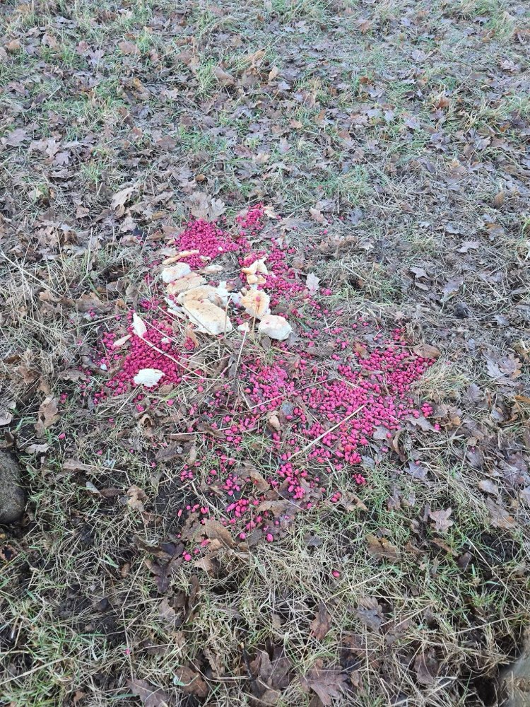 Giftköder-GIFTKÖDER in Lippepark Eingang-Profilbild