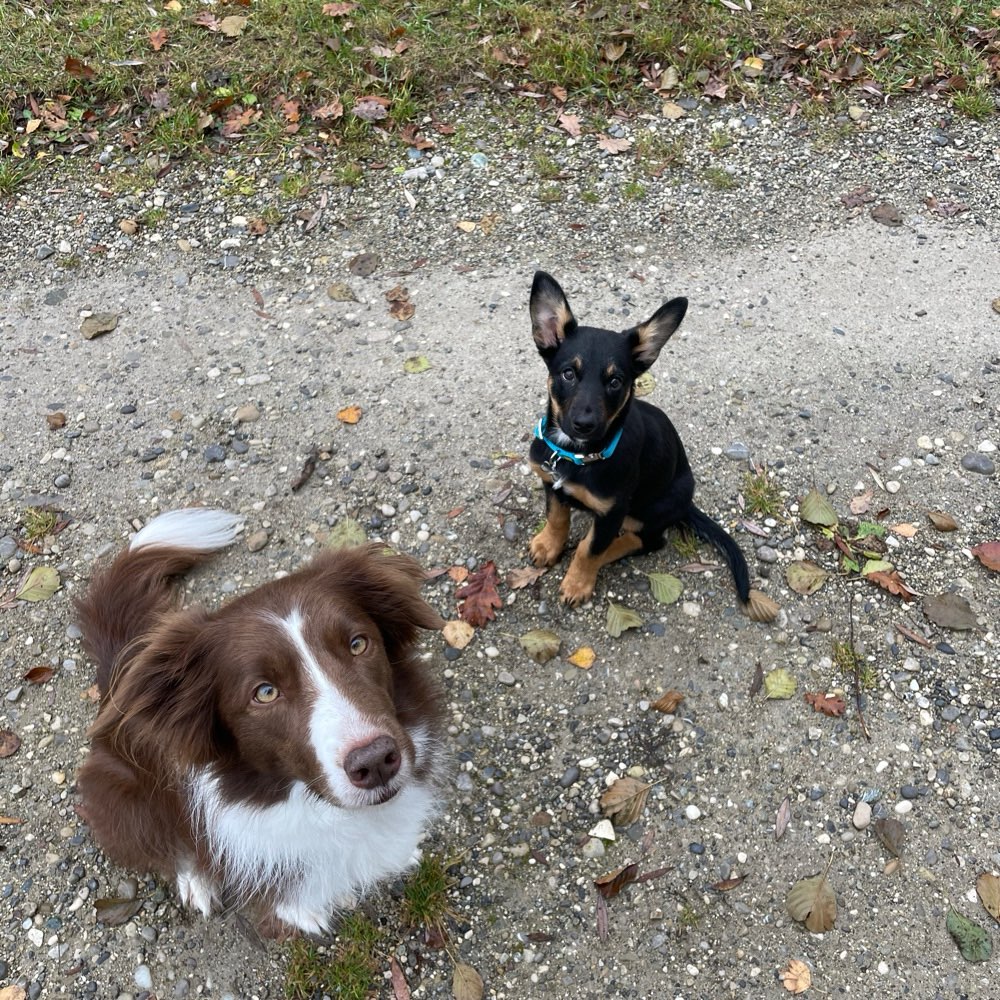 Hundetreffen-Spatzier und Trainingstreffen-Profilbild