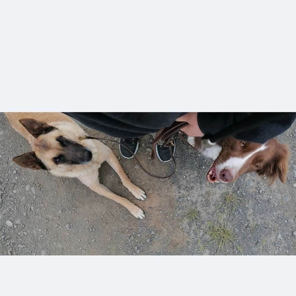 Hundetreffen-Training /Socialwalk oder Spatzieren gehen-Profilbild