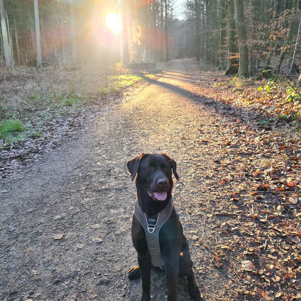 Hundetreffen-Spielrunde im Park oder Wald-Profilbild