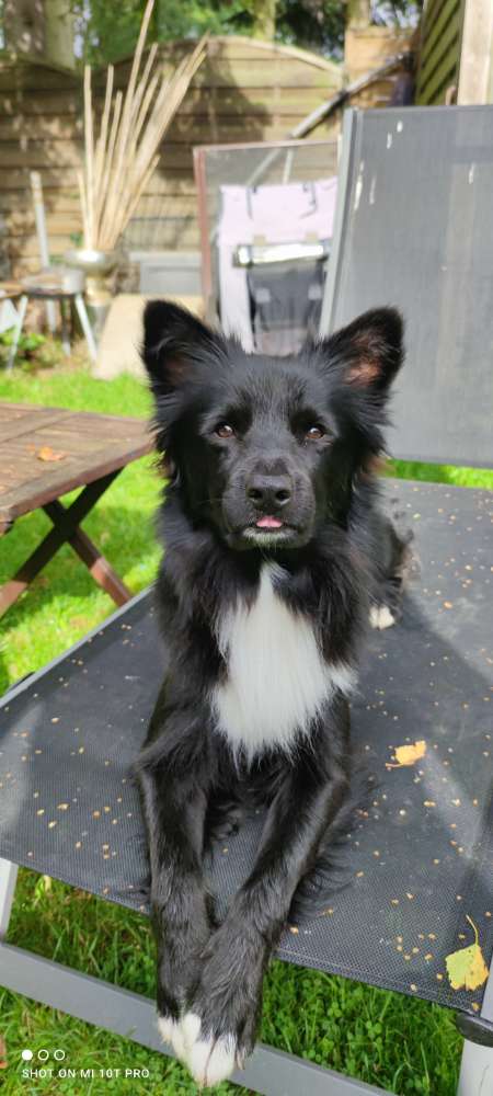 Hundetreffen-Spaziergang Weinbergsiedlung-Profilbild