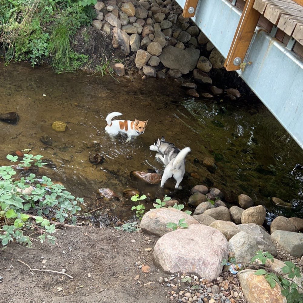 Hundetreffen-Spieltreff-Profilbild