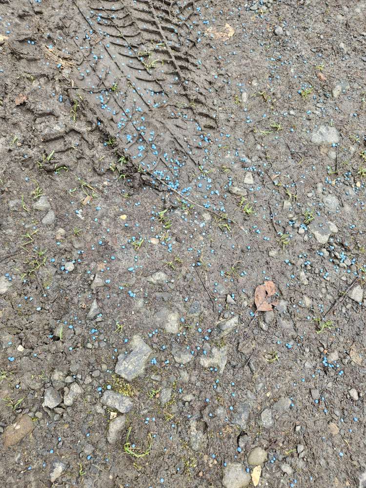 Giftköder-Giftköder-Profilbild