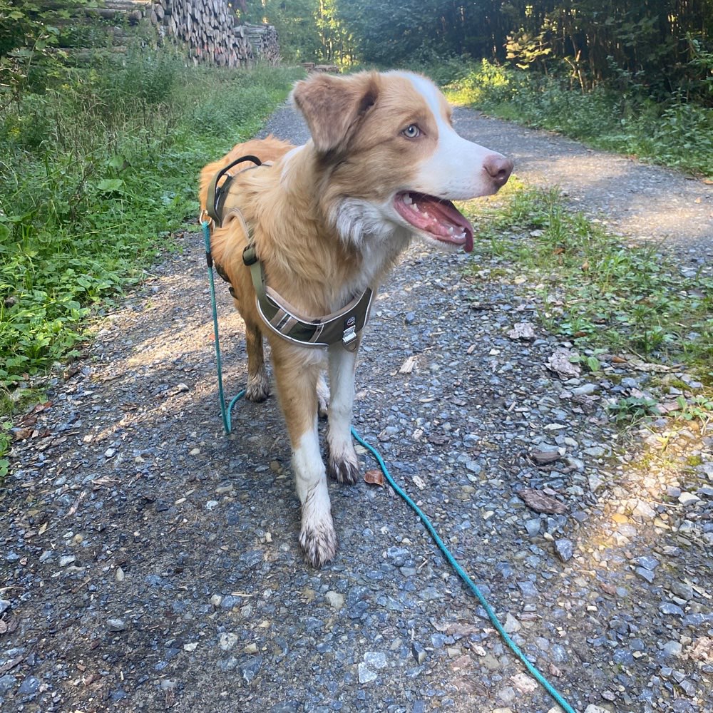 Hundetreffen-Hundetreffen in Schieder-Profilbild
