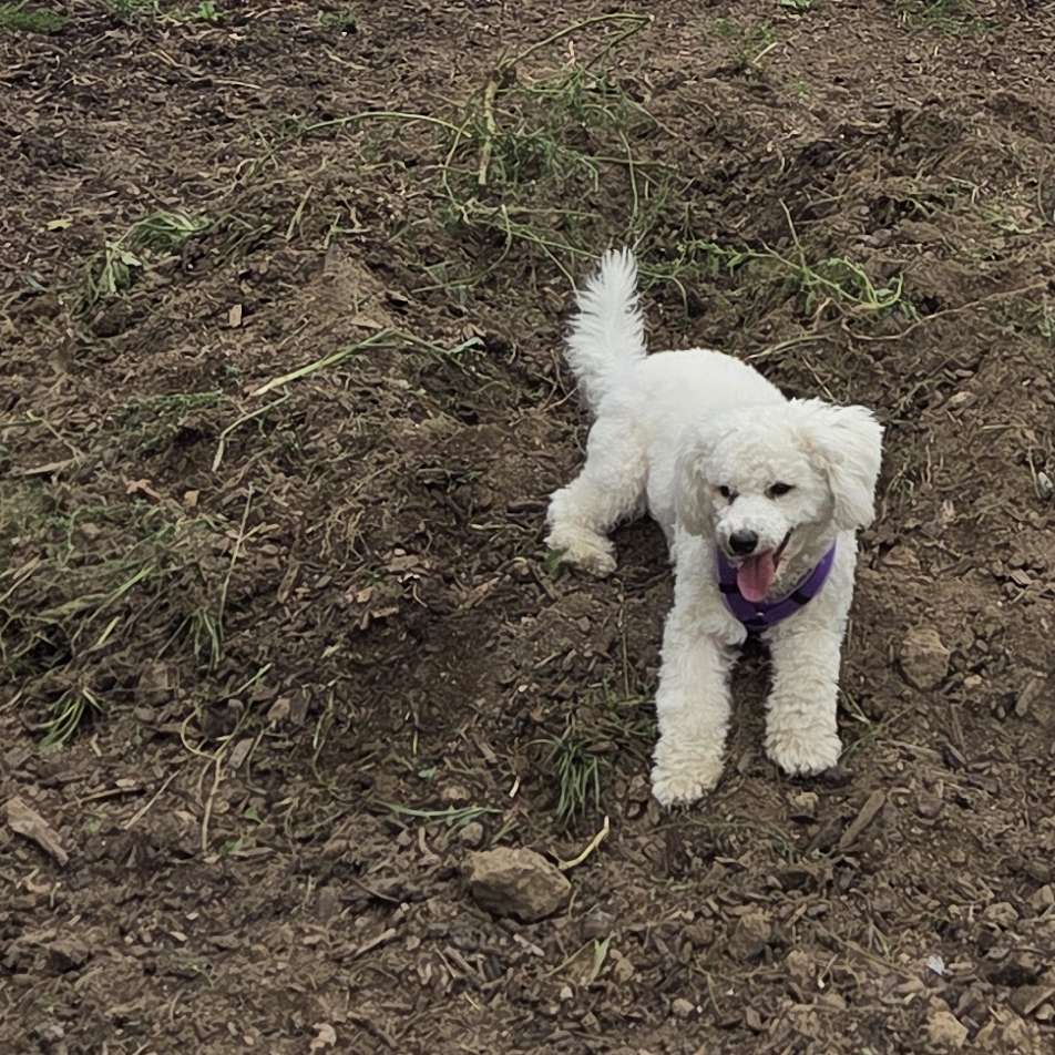 Hundetreffen-Junghunde Spaß-Profilbild