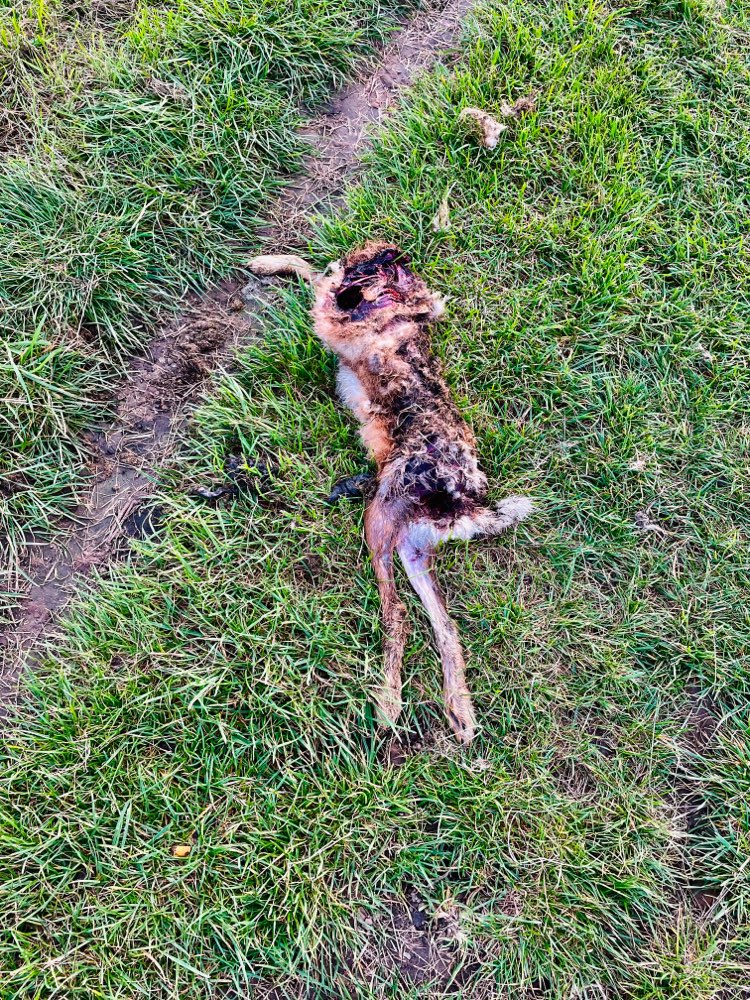 Giftköder-Toter Hase-Profilbild