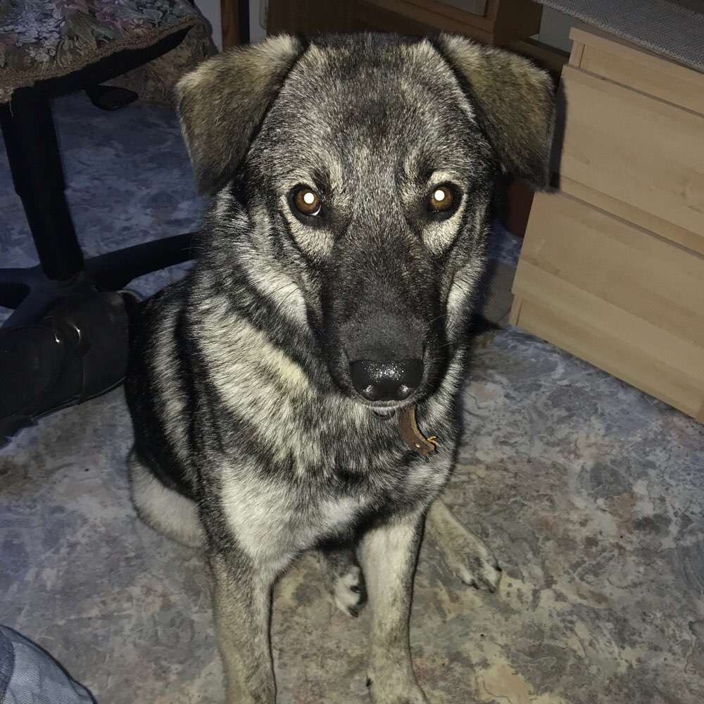 Hundetreffen-Gassirunde + Spielen-Profilbild