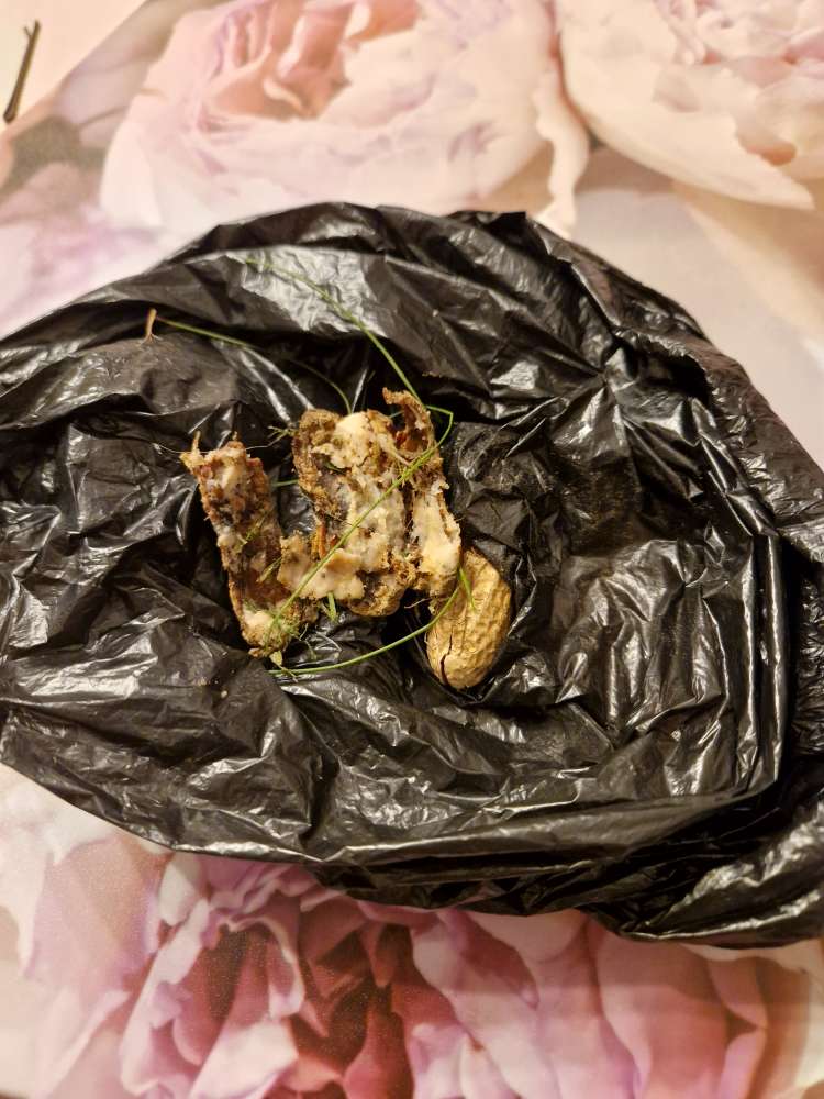 Giftköder-Möglicher Giftköder-Profilbild