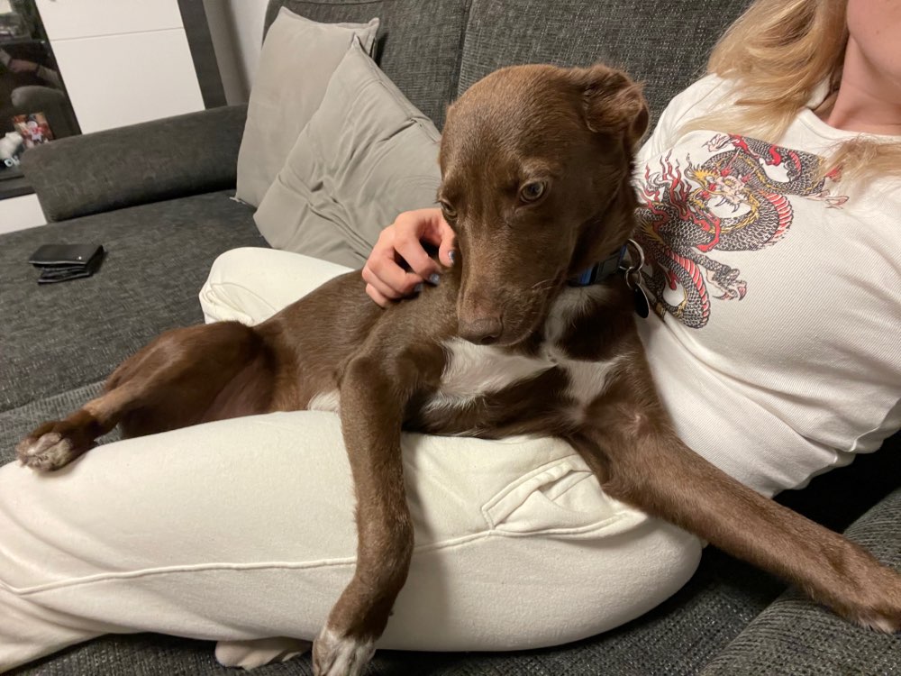 Hundetreffen-Hundebegegnung üben-Profilbild