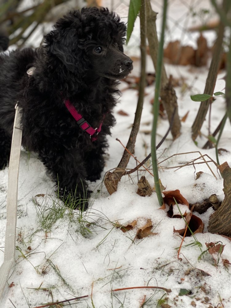 Hundetreffen-suche einen spielkameraden für meinen toypudel welpen-Profilbild