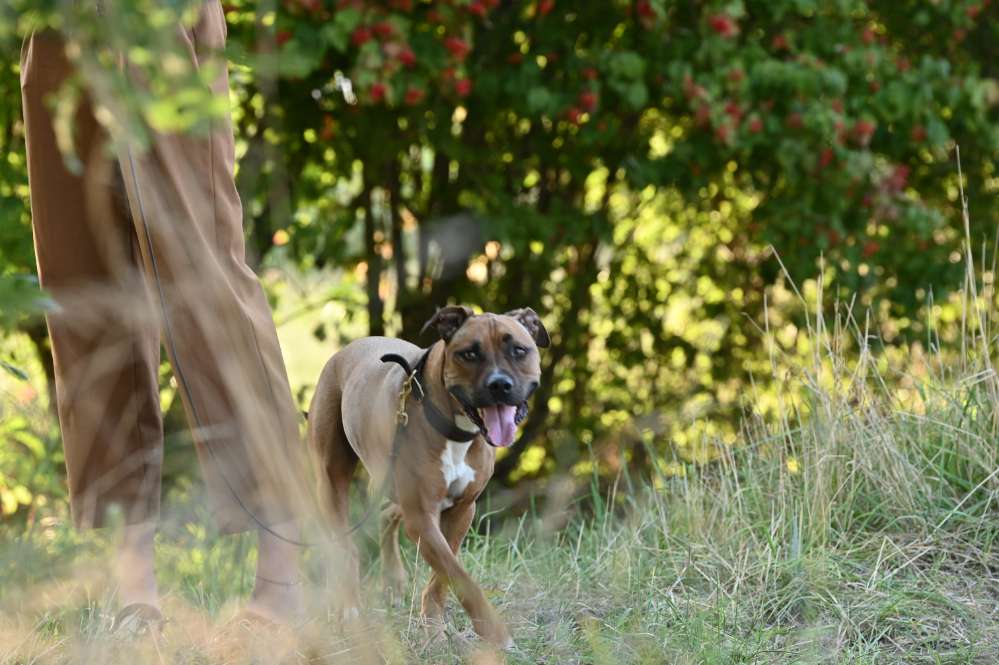 Hundetreffen-Spaziergang/Spielen-Profilbild