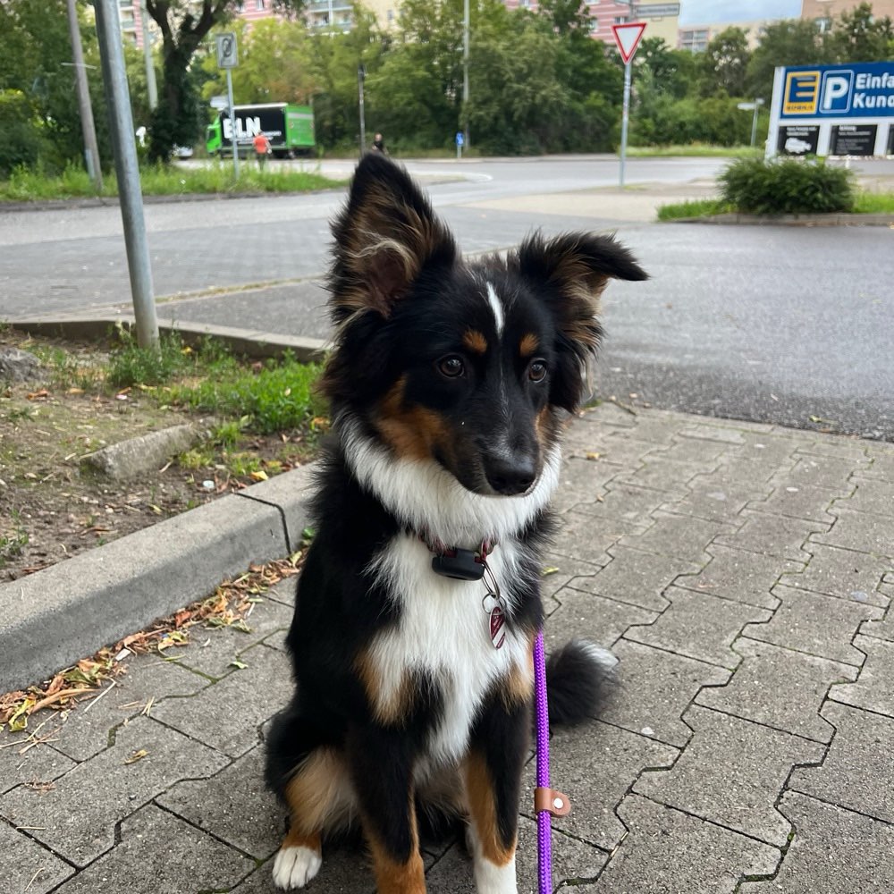 Hundetreffen-Junghundetreffen in Marzahn-Profilbild