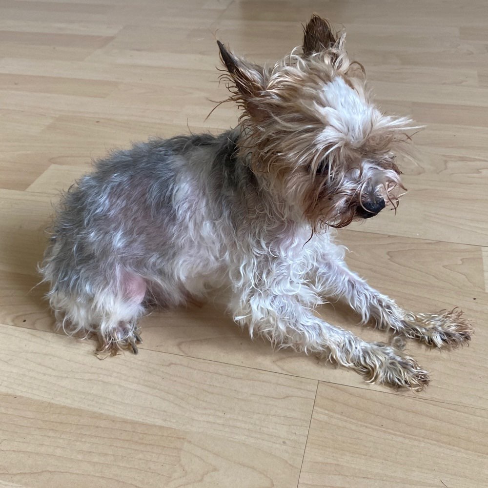 Hundetreffen-Hundefreunde gesucht in Essen-Profilbild