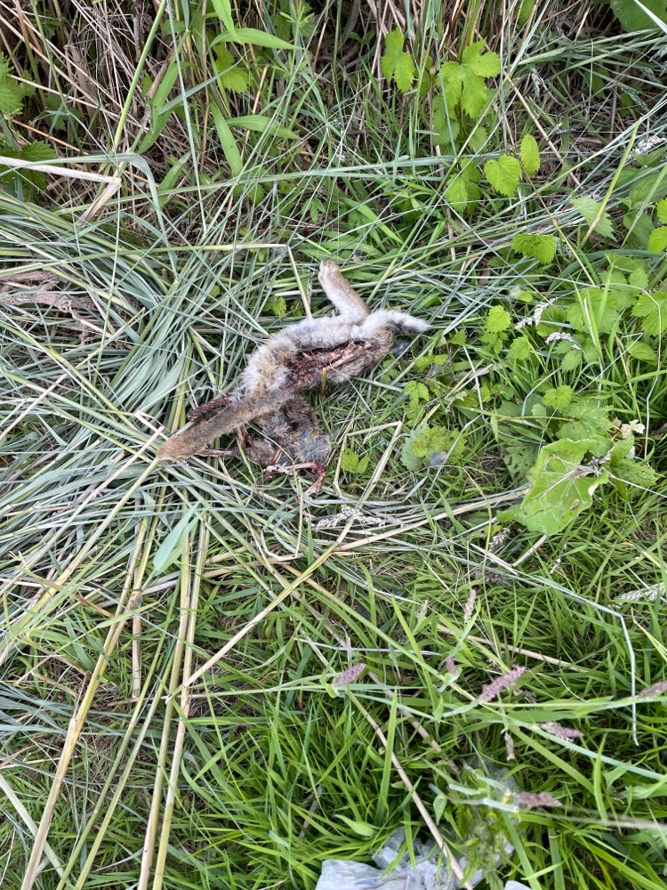 Giftköder-Totes Kaninchen-Profilbild