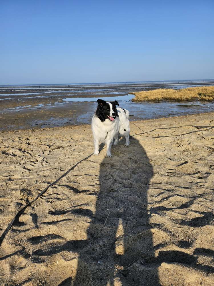 Hundetreffen-Gemeinsamer Spaziergang-Profilbild