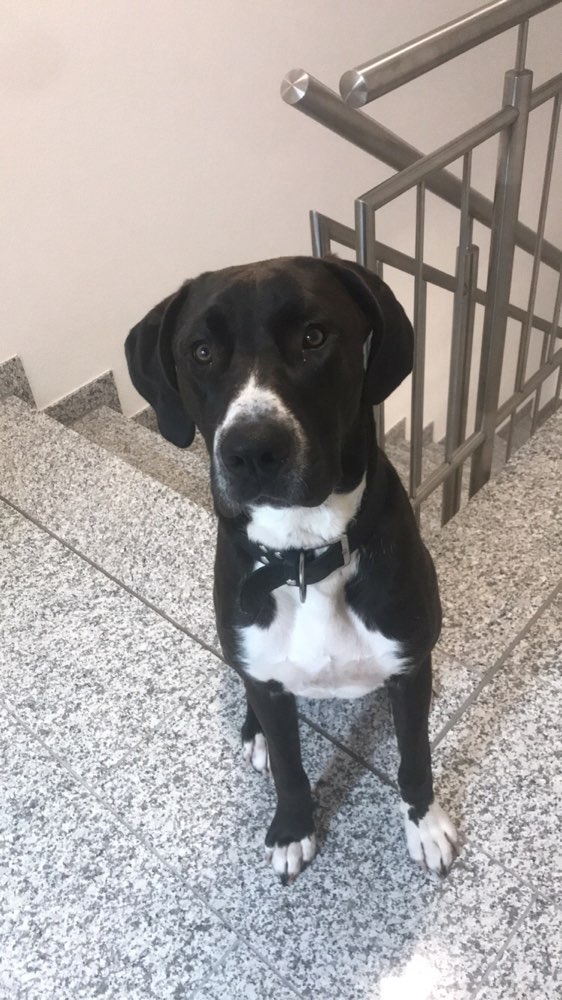 Hundetreffen-Gemeinsame Spaziergänge-Profilbild