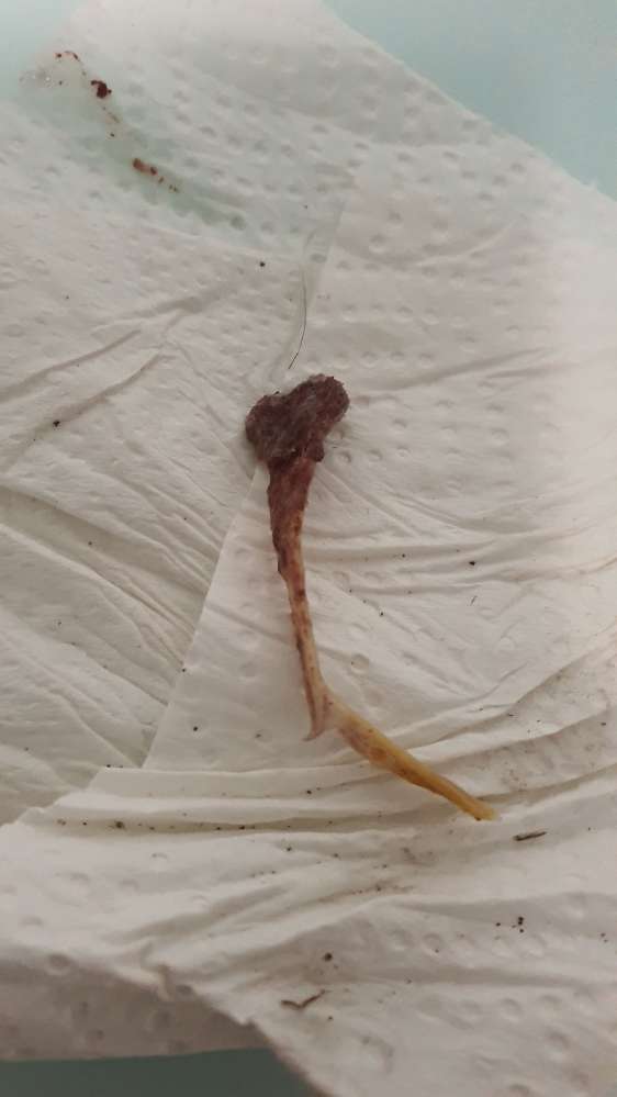 Giftköder-Hühnerknochen-Profilbild