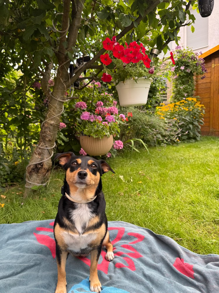 Hundetreffen-Gassirunde-Profilbild