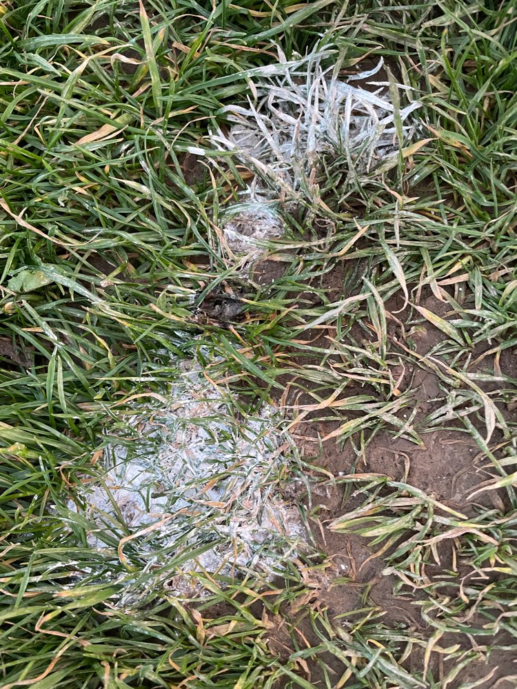 Giftköder-Möglicher Giftköder-Profilbild