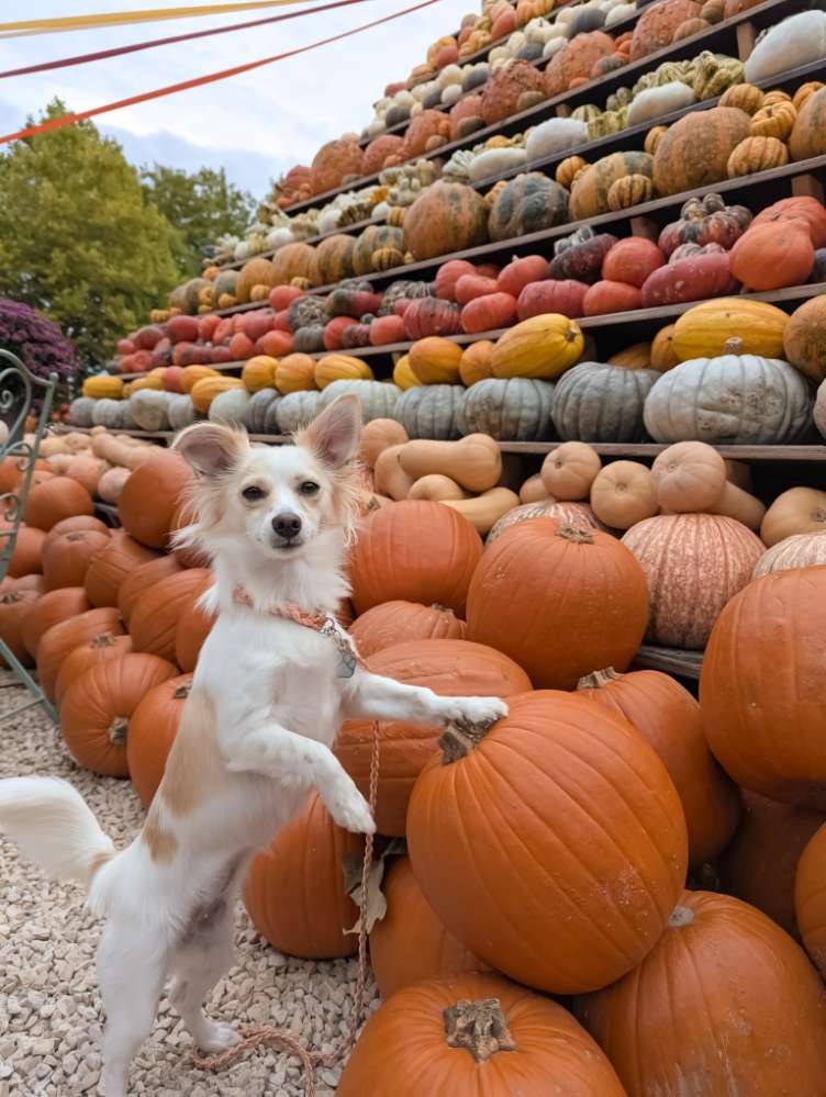 Hundetreffen-Nami sucht ruhigen Gassi-Buddy 🐾-Profilbild