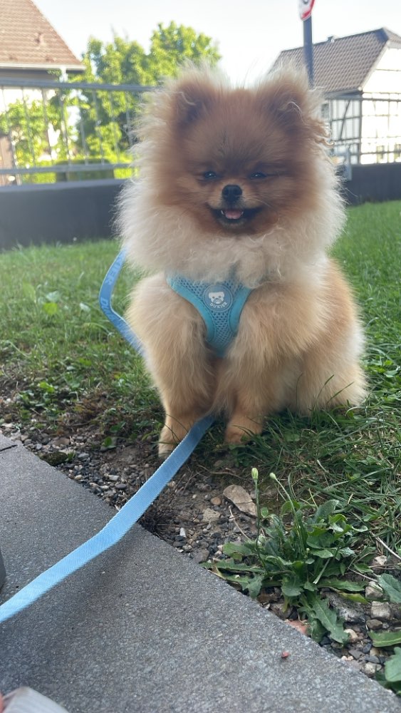 Hundetreffen-Junghund Spiel- und Gassitreffen-Profilbild