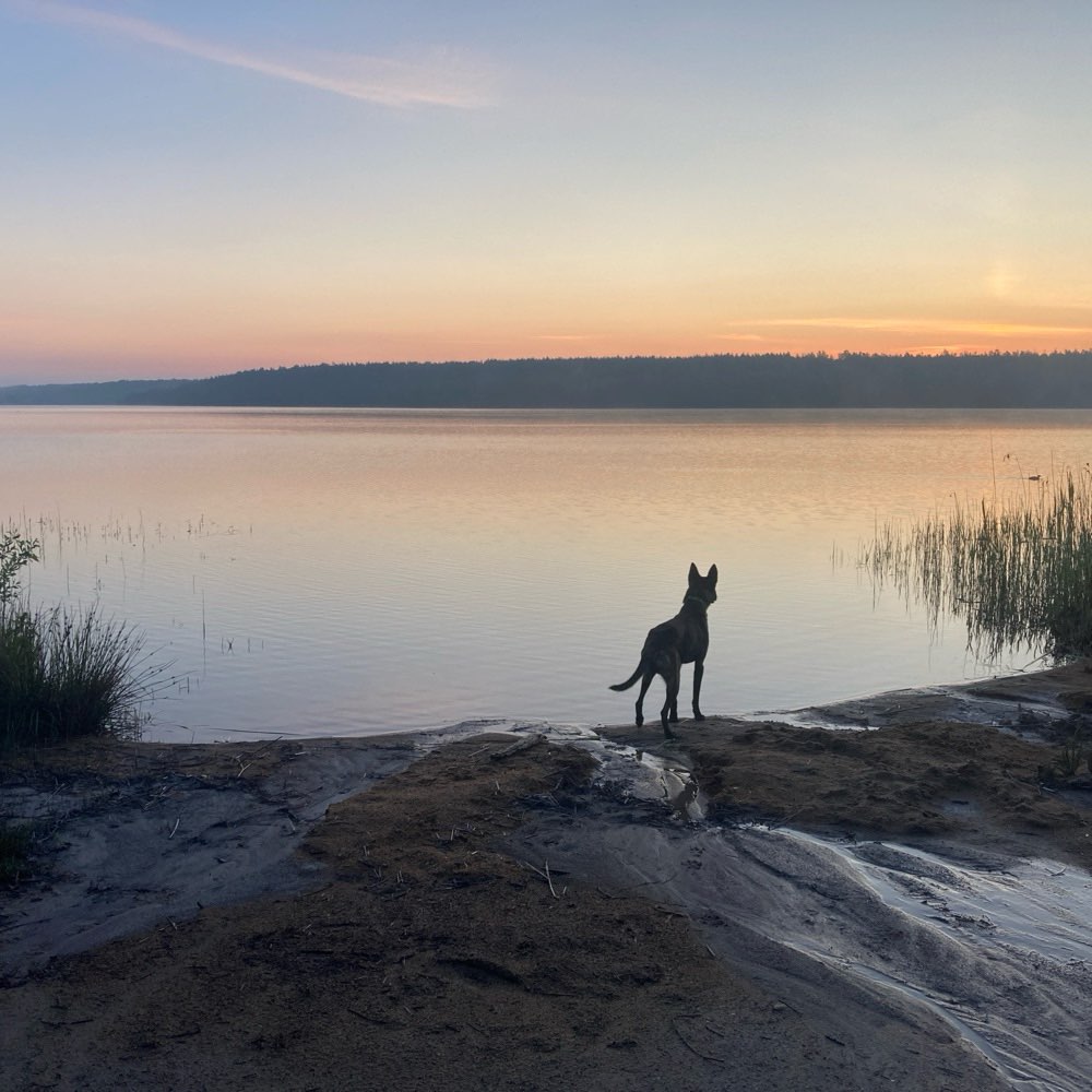 Hundetreffen-Social Walks-Profilbild