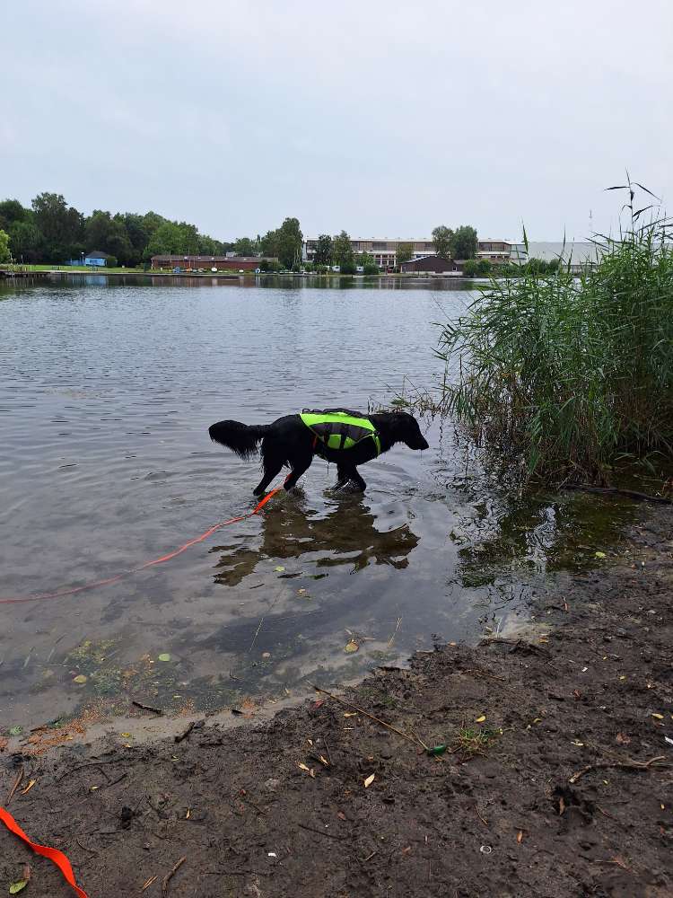 Hundetreffen-Trainig/Social Walk Partner gesucht 🐾-Profilbild