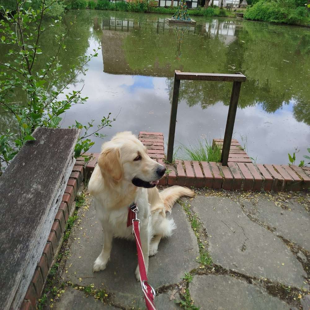 Hundetreffen-Spielen und toben-Profilbild