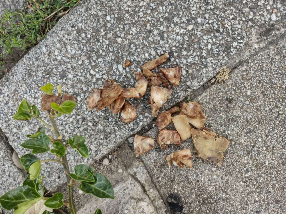 Giftköder-Möglicherweise ein Giftköder-Profilbild