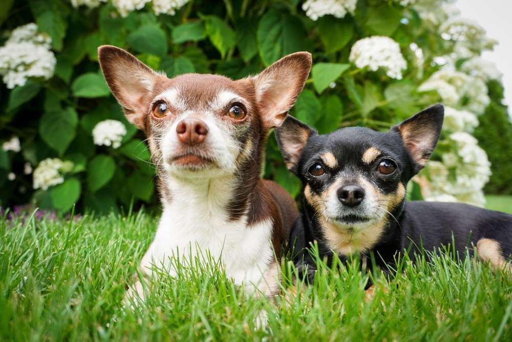 Hundetreffen-Treffen Tierheim Berlin-Profilbild