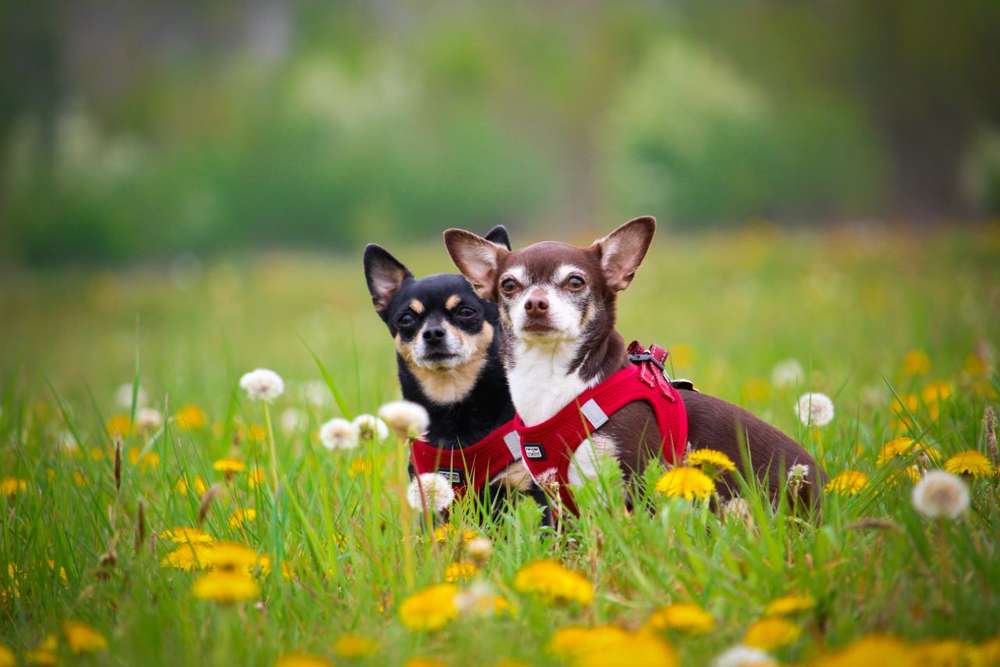 Hundetreffen-Treffen Wartenberger Feldmark-Profilbild