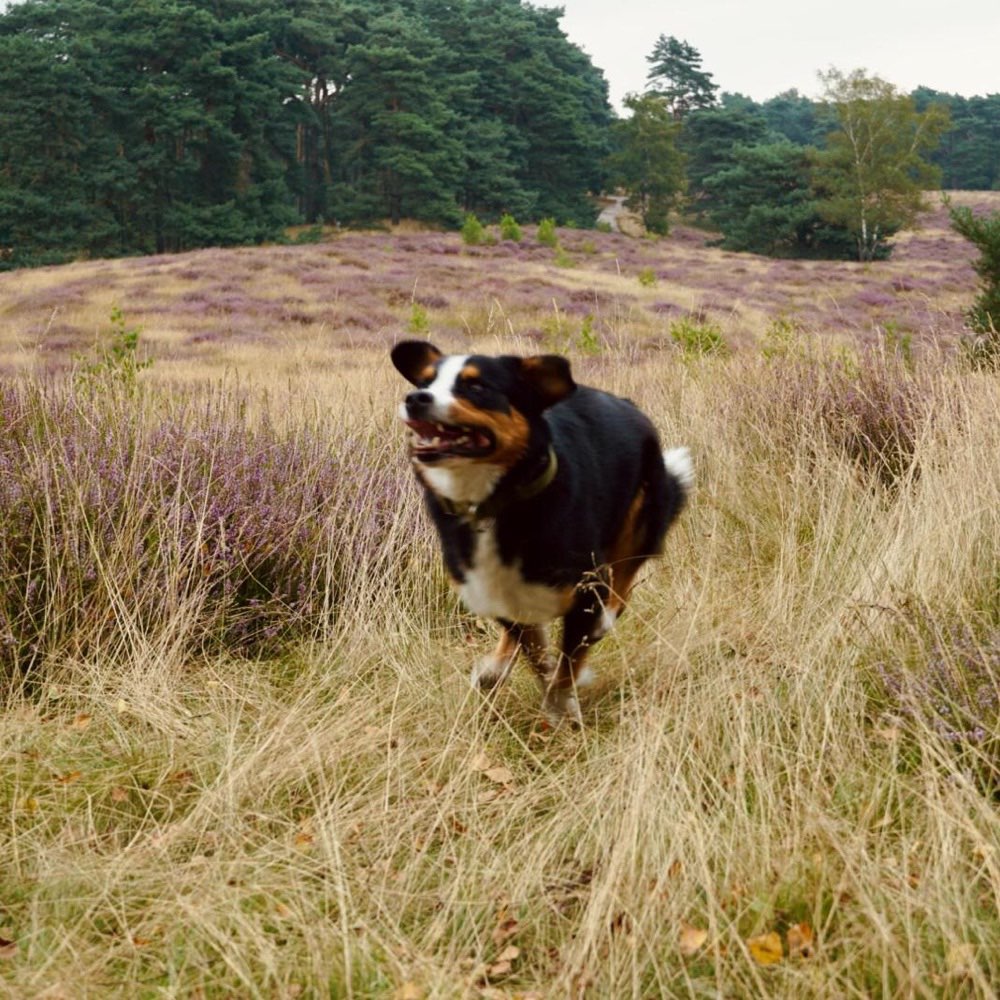 Hundetreffen-Spaziergänge Haard / Visbeck / Kanal / See-Profilbild