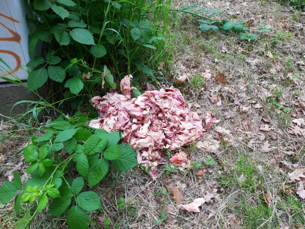 Giftköder-Fleisch warscheinlich reste vom Schwein-Profilbild