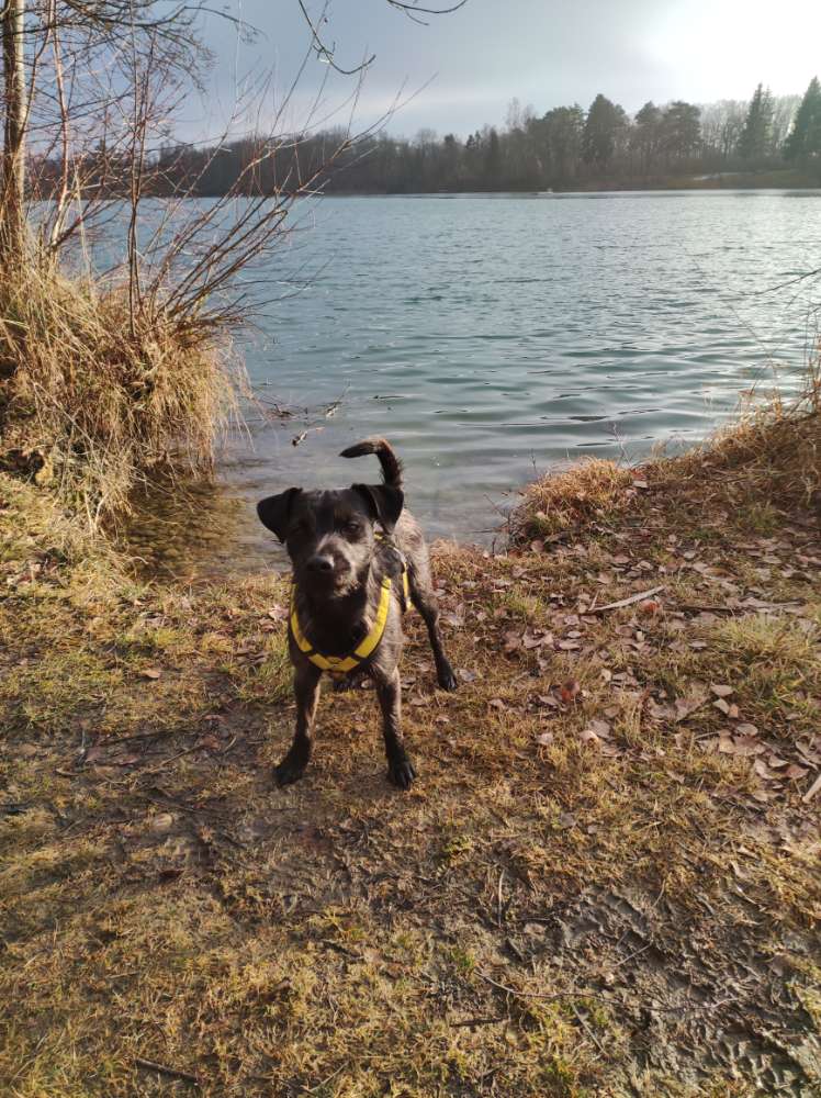 Hundetreffen-Cani Cross/Joggen mit Hund-Profilbild