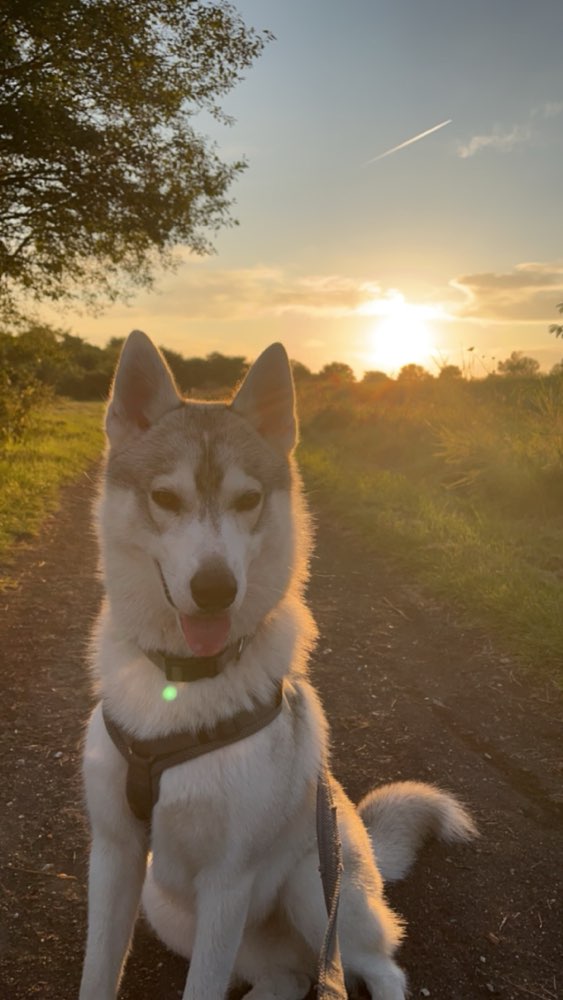 Hundetreffen-Hundekumpel gesucht-Profilbild