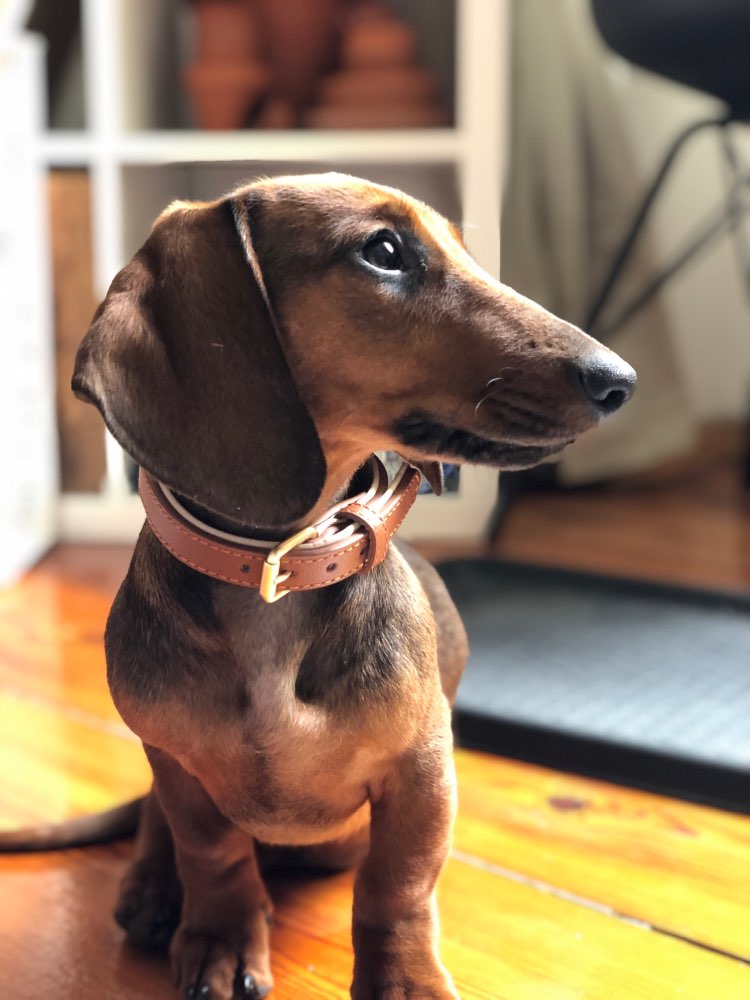 Hundetreffen-Fridolin sucht Freunde :)-Profilbild