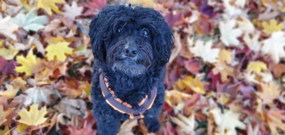 Hundetreffen-Schnüffelbuddy gesucht  :-)-Profilbild