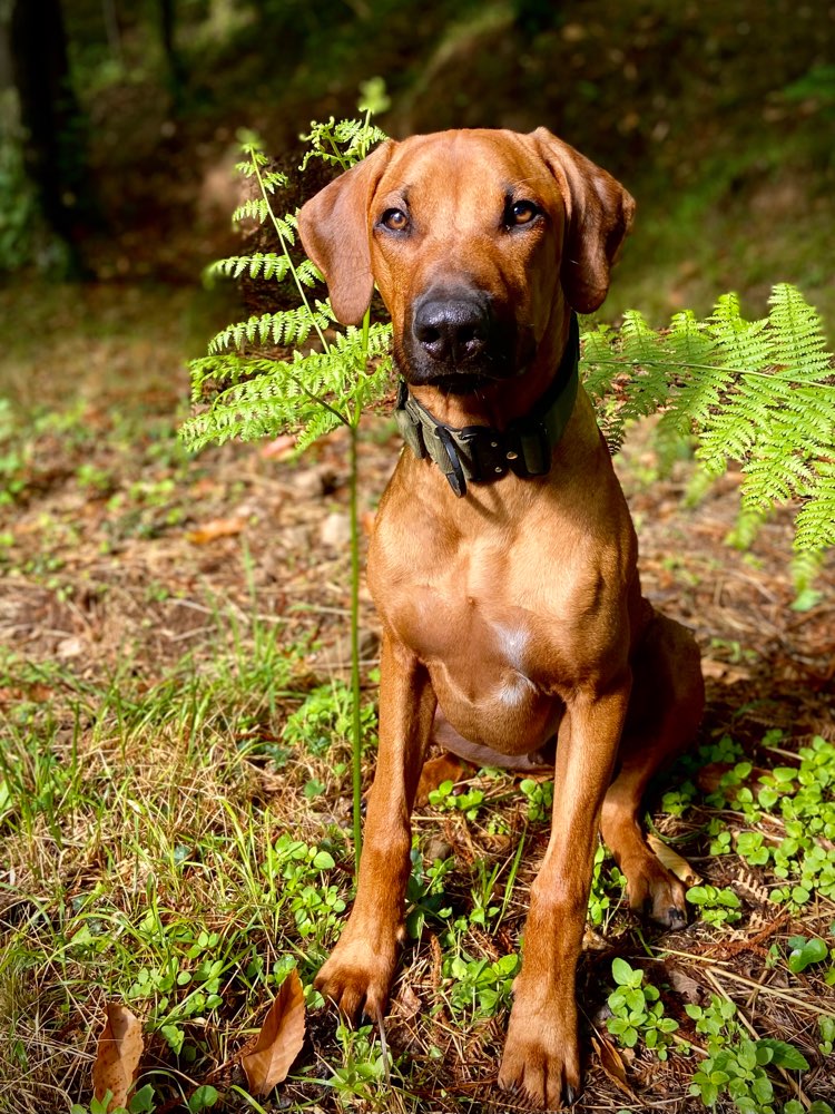 Hundetreffen-Suche Hundefreunde zum spielen, toben, spazieren gehen…-Profilbild