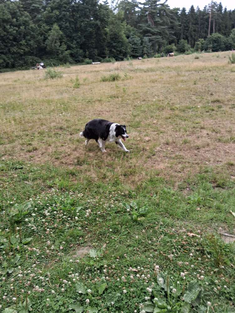 Hundetreffen-GASSI  gehen in Clusorth-Profilbild