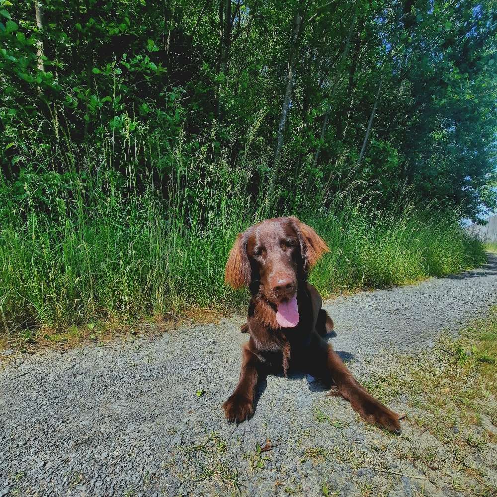 Hundetreffen-Gassi/Spielrunde in Windhagen-Profilbild