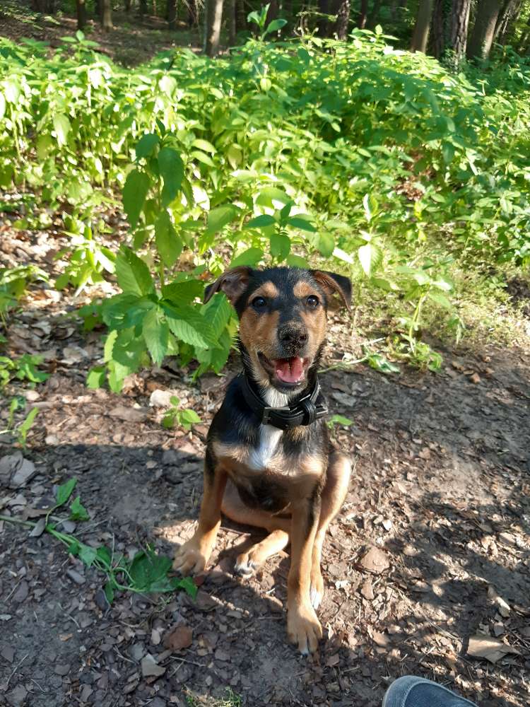 Hundetreffen-Welpen/Junghundetreff-Profilbild