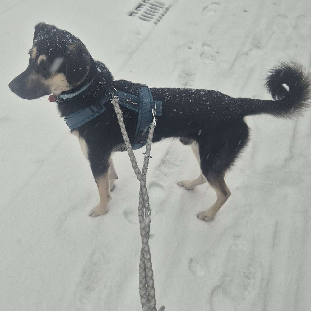 Hundetreffen-Neue Freunde gesucht zum Toben-Profilbild