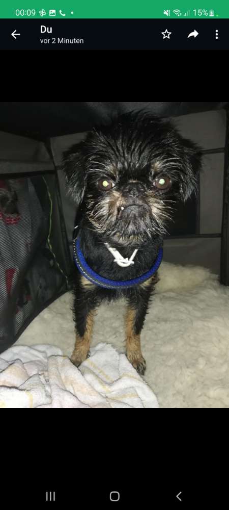 Hundetreffen-Violetta sucht Spielkameraden-Profilbild